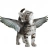 ***Flying_Kitty***