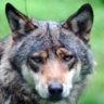 Wolfshundy