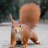 xRedSquirrelx