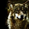 FightingBetaWolf