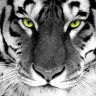 -Green-Tiger-