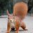xRedSquirrelx