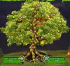 Wolkenreihen Erweiterung am Baum der Weisheit Rune.jpg