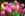 bunte-tulpen.jpg
