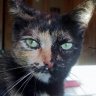 minka-cat
