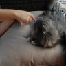 naschkatze0263