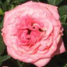 california-rose