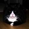 Ratte007