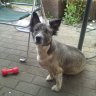 -bitzer-