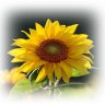 sonnenblume_1962