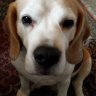 Devilshound