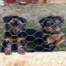 -pupsi2012-