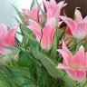 gloriarose