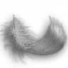 Neerod73