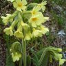 Schlüsselblume34