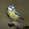 blaumeise999