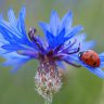 _Kornblume_