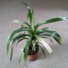 Distel46