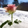 Roselle-15