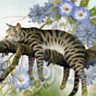 Tiger_Kater