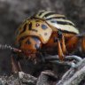 =Kartoffel-Käfer=