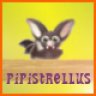 pipistrellus