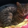 cat-mam2016