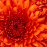 Blümchen_02