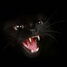 -Kami_Katze-