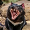 =TasmanianDevil=