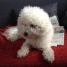 Madamchen
