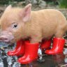 schweinchenrosa01