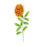 Tagetes.Marigold