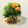 56Mango56