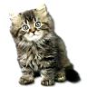 *Katze*1
