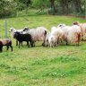 Gruenland-Farm