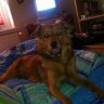 thor94411