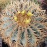 ferocactus