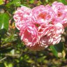 Rose()