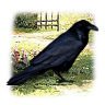 BlackSun78