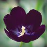 SchwarzeTulpe12