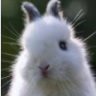..Hase1990