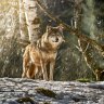 Wolfsland