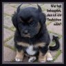 Nasenbär08