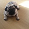 mopsmuffin