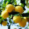 Lemongarden