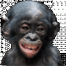 bonobo1968