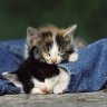 Tierisch84