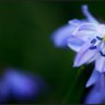 Eidernixe