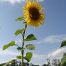 Sonnenschein44678
